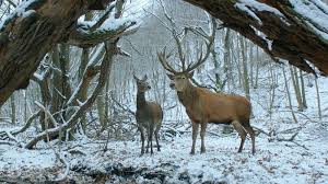 BFM 44 - ILDIKO ENYEDI 1