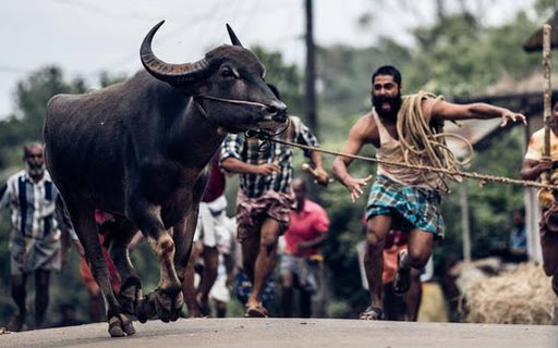LA CORSA DEL BUFALO SACRO