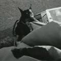 bild 2 doberman4568.jpg
