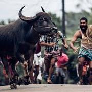 jallikattu8533.jpg