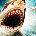 shark1622.jpg