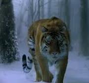 the_taking_of_tiger_mountain5935.jpg